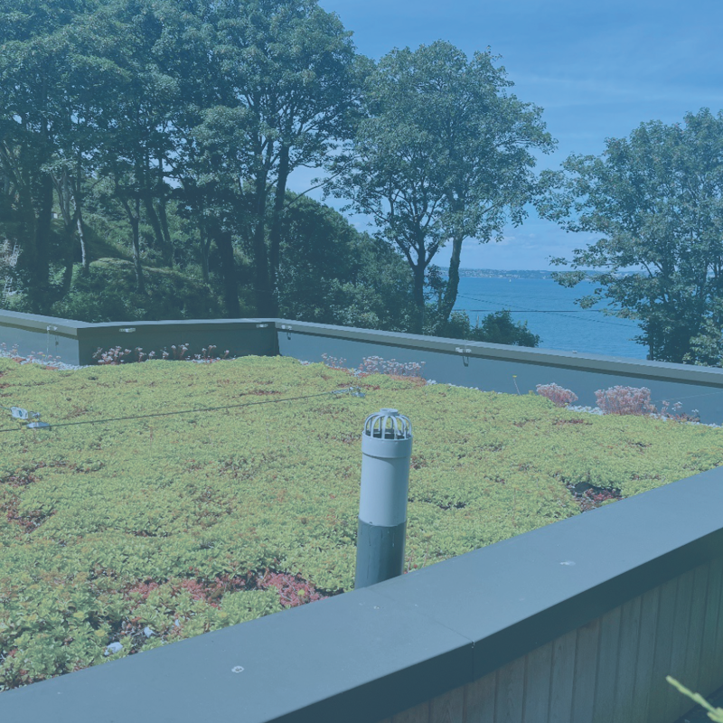 green roofing green roofing